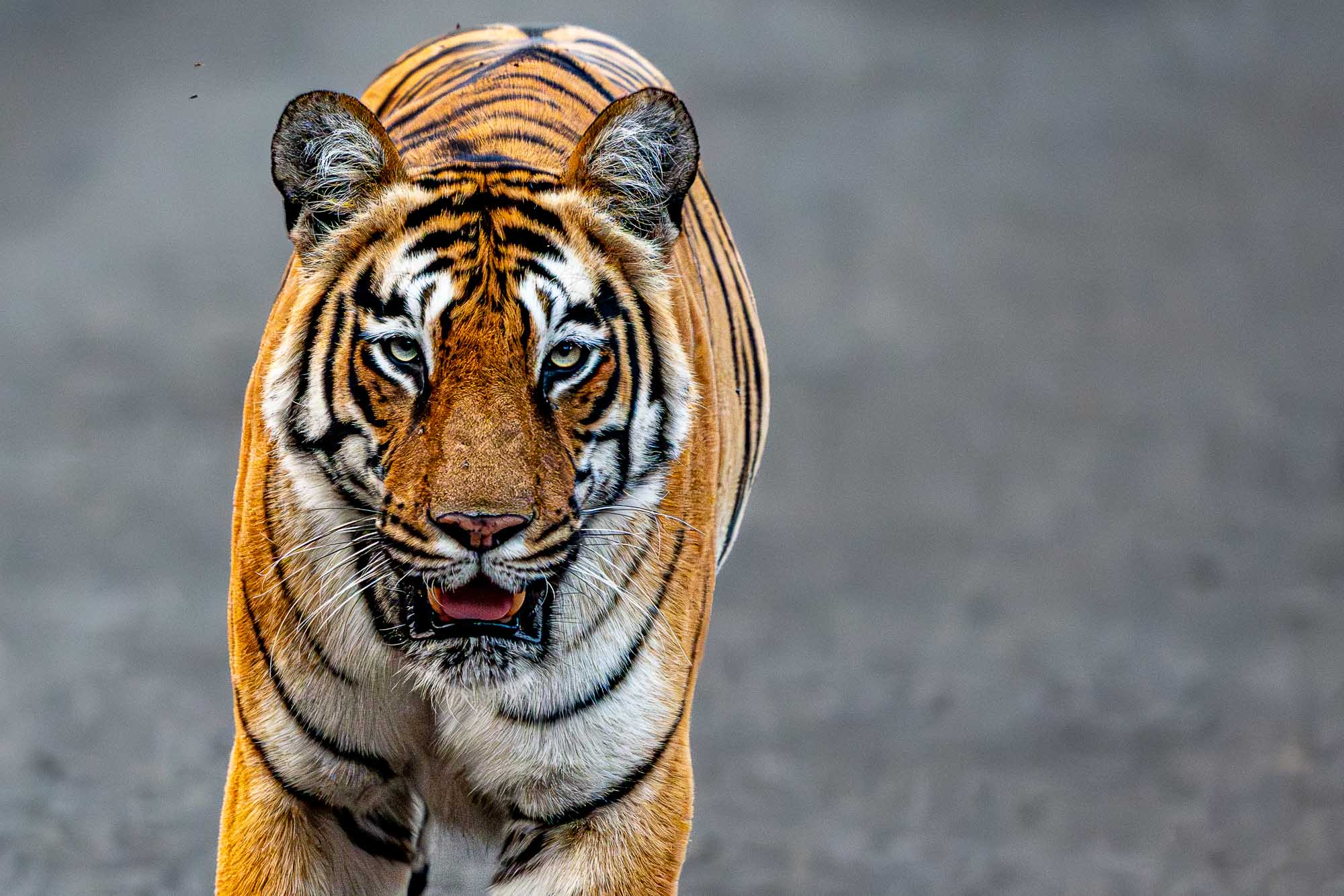 Während wir auf den staubigen Pfaden nach dem König suchen, begegnen uns die vielen anderen Seelen des Waldes.