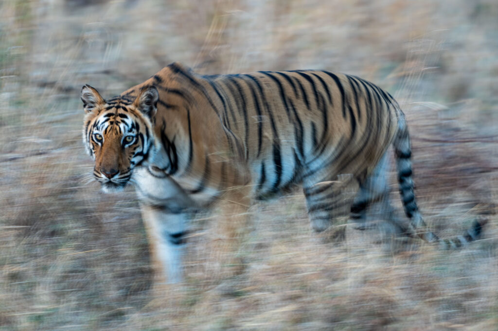 Gestern hatte ich das Glück, einen Tiger in voller Bewegung zu beobachten und genau diese Technik anzuwenden.