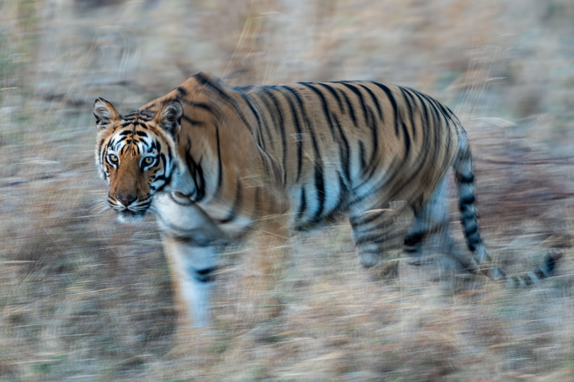 Gestern hatte ich das Glück, einen Tiger in voller Bewegung zu beobachten und genau diese Technik anzuwenden.