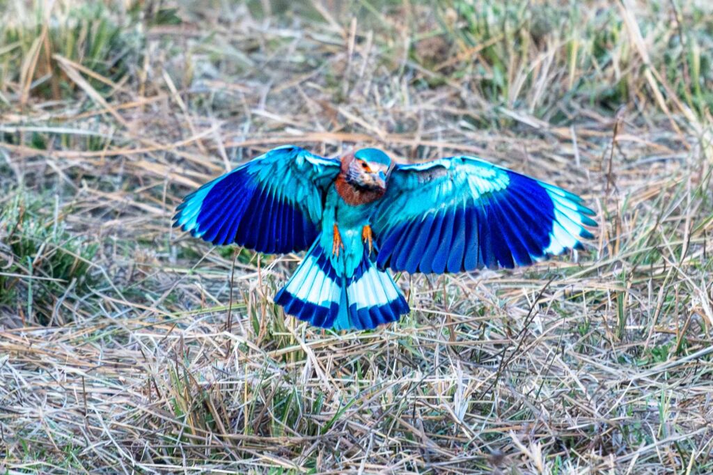 Wenn du eine Hinduracke siehst, die still auf einem Ast verharrt, magst du vielleicht zuerst nur einen hübschen, aber unauffälligen Vogel in subtilen Braun- und Rosatönen wahrnehmen.