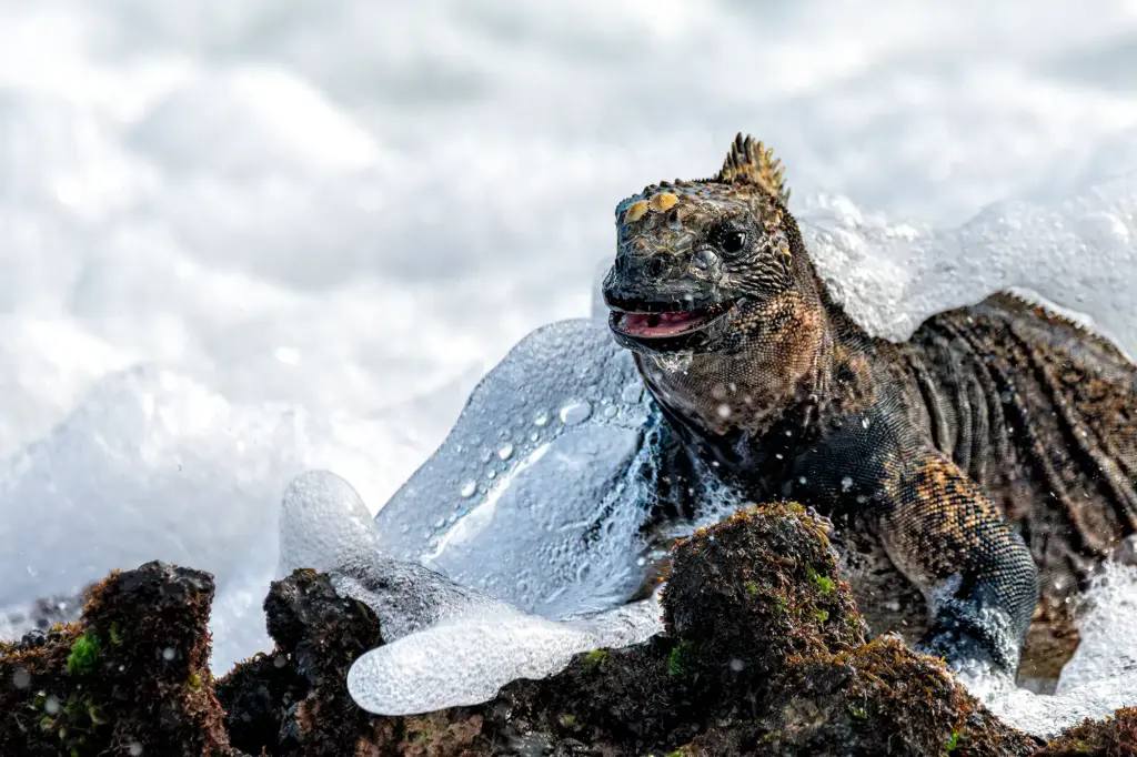 Merrechse fotografiert auf den Galapagos Inseln von Benny Rebel auf einer Fotoreise.