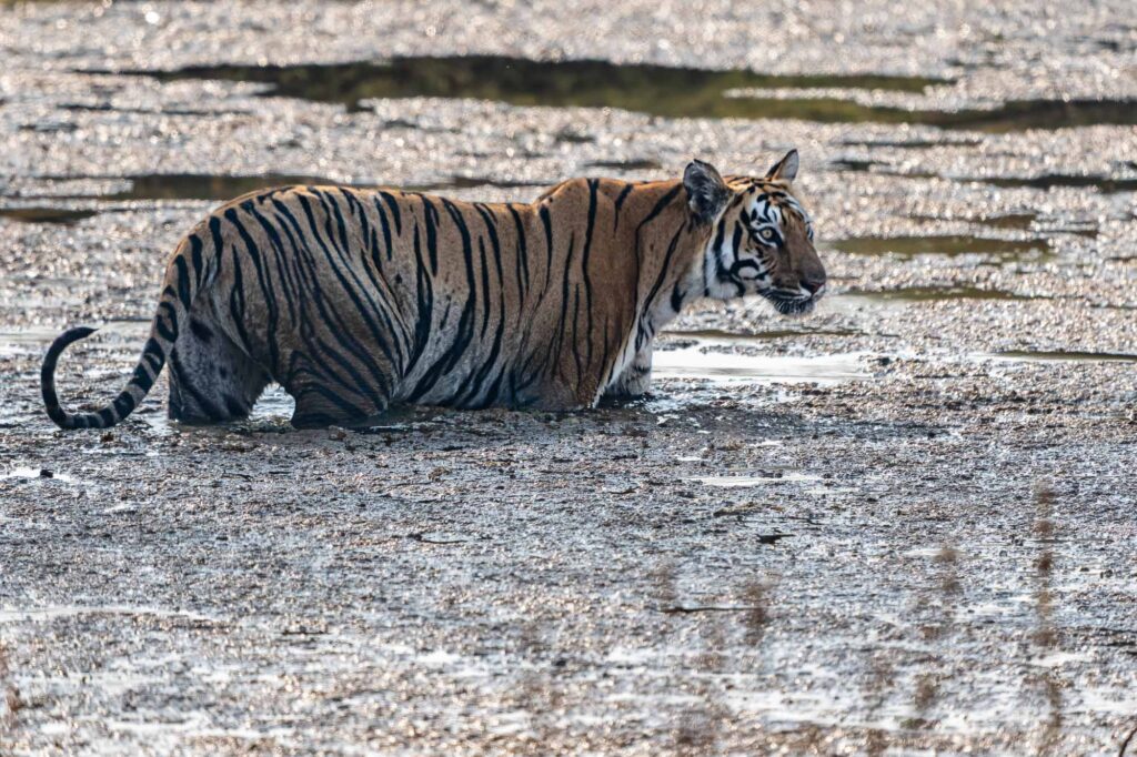 Und jetzt kommt die absolute Ironie des Schicksals: Die Tiger-Dame war bereit. Sie war in Stimmung, sie hat gewartet, sie hat quasi die Kerzen angezündet.