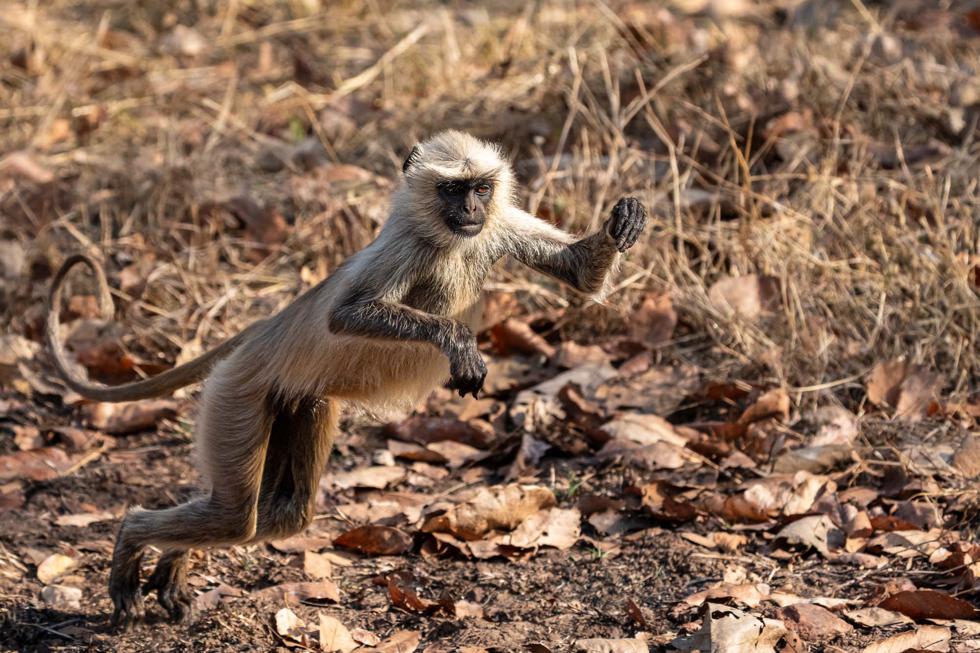 In diesem Beitrag zeige ich euch einige Aufnahmen, die genau diese unbeschwerte Spielfreude einfangen. Fotoreise durch die Wildnis Indiens.