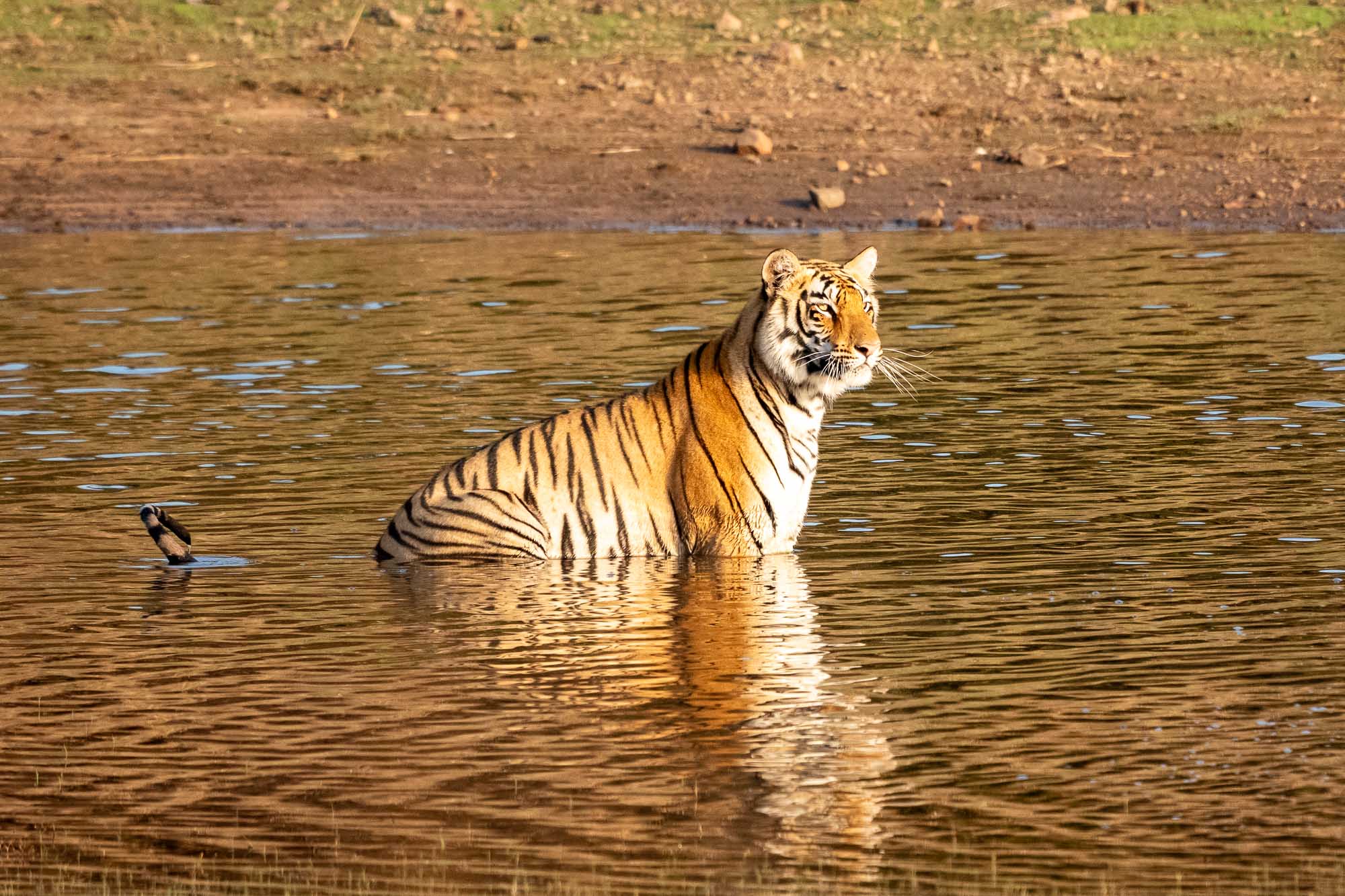 In nur fünf Tagen durften wir insgesamt 23 Tiger bewundern und in den unterschiedlichsten Gebieten und Landschaften fotografieren.