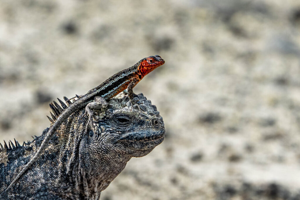 Fotoreise Galapagos + Fotosafari Ecuador mit Benny Rebel Fotosafaris GmbH.