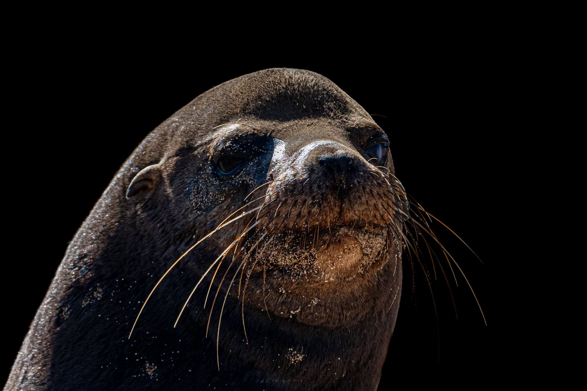 Fotoreise Galapagos + Fotosafari Ecuador mit Benny Rebel Fotosafaris GmbH.