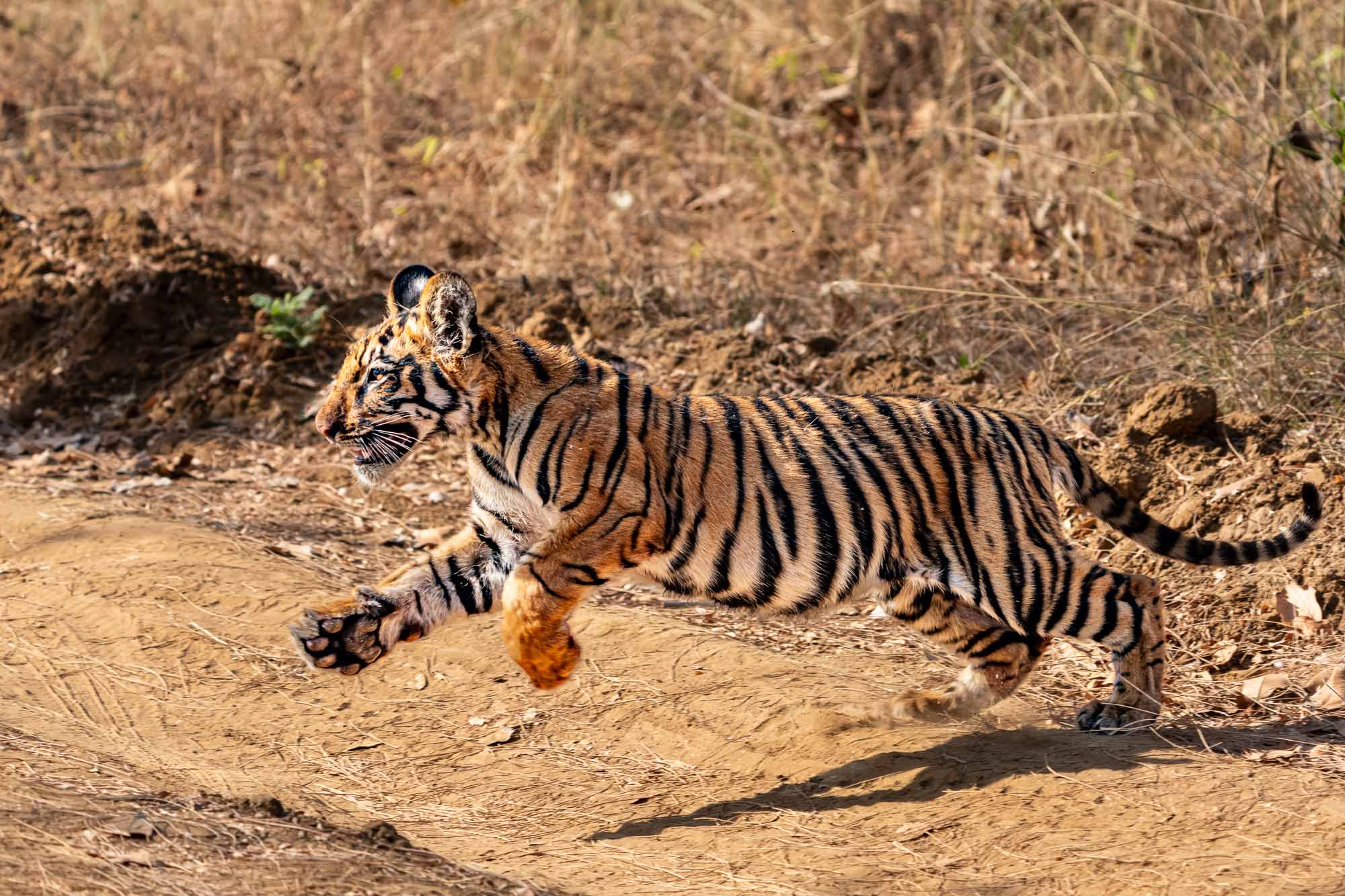 Tiger in diesem Alter sind einfach unfassbar süße Lebewesen! Wir waren komplett entzückt und konnten unser Glück kaum fassen, diese wunderschönen Tiere so nah bewundern zu dürfen.