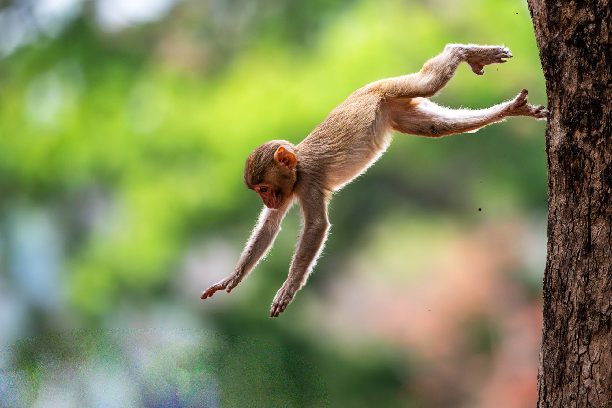 Ich hatte das Glück, gleich vier Affenbabys beim ausgelassenen Spielen und Springen vor die Linse zu bekommen,