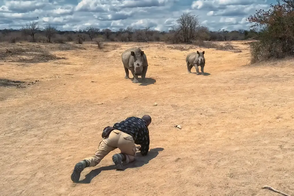 Benny Rebel fotografiert unbewaffnet zwei Nashörner aus nächster Nähe flach auf dem Boden liegend während einer Fotoreise in Südafrika.