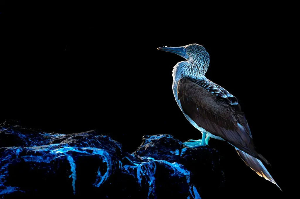 Blaufußtölpel im Porträt vor schwarzem Hintergrund, fotografiert von Benny Rebel auf einer Galapagos-Fotoreise bei Sonnenuntergang.