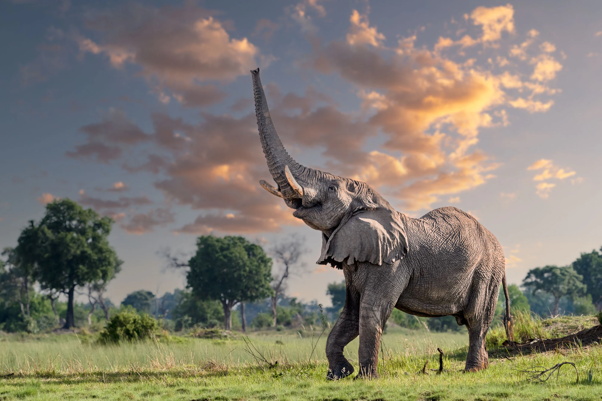 Ein afrikanischer Elefant hebt bei Sonnenaufgang in Botswana seinen Rüssel, um die Entfernung zu Früchten in einem Baum zu prüfen.