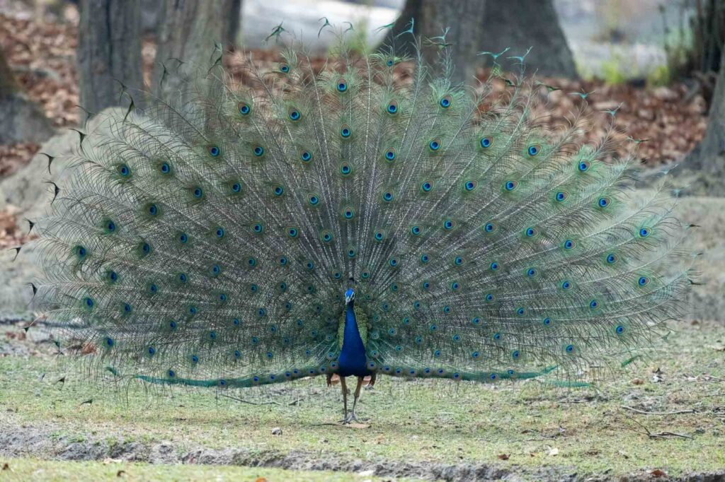 Ein Pfau hat den perfekten Auftritt geplant, die Bühne ist im Kanha Nationalpark bereitet und sein glitzerndes Federkleid ist blitzblank geputzt.