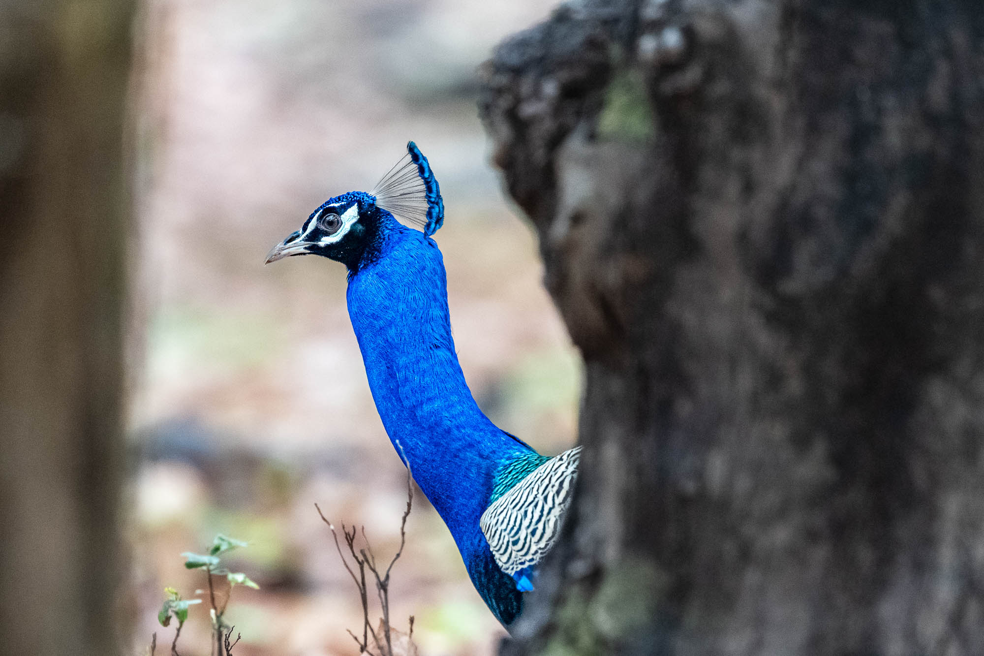 Ein saphirblaues Wunderwerk der Natur, das unfassbar wachsam aus der Deckung hervorlugt. Fotoreise durch die Wildnis Indiens.
