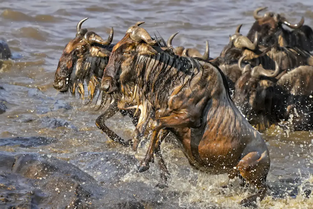Gnus bei der Überquerung des Maraflusses. Fotografiert von Benny Rebel auf einer Fotoreise.