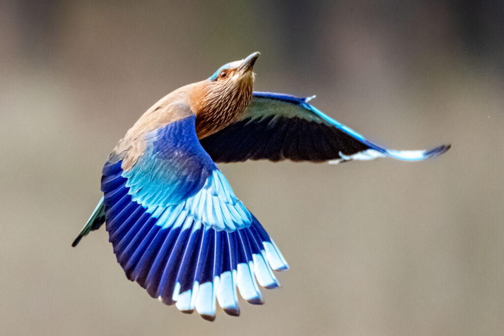 In diesem Beitrag zeige ich dir eine Auswahl meiner Vogelaufnahmen der letzten Tage. Jedes dieser Bilder steht symbolisch für die unglaubliche Artenvielfalt,