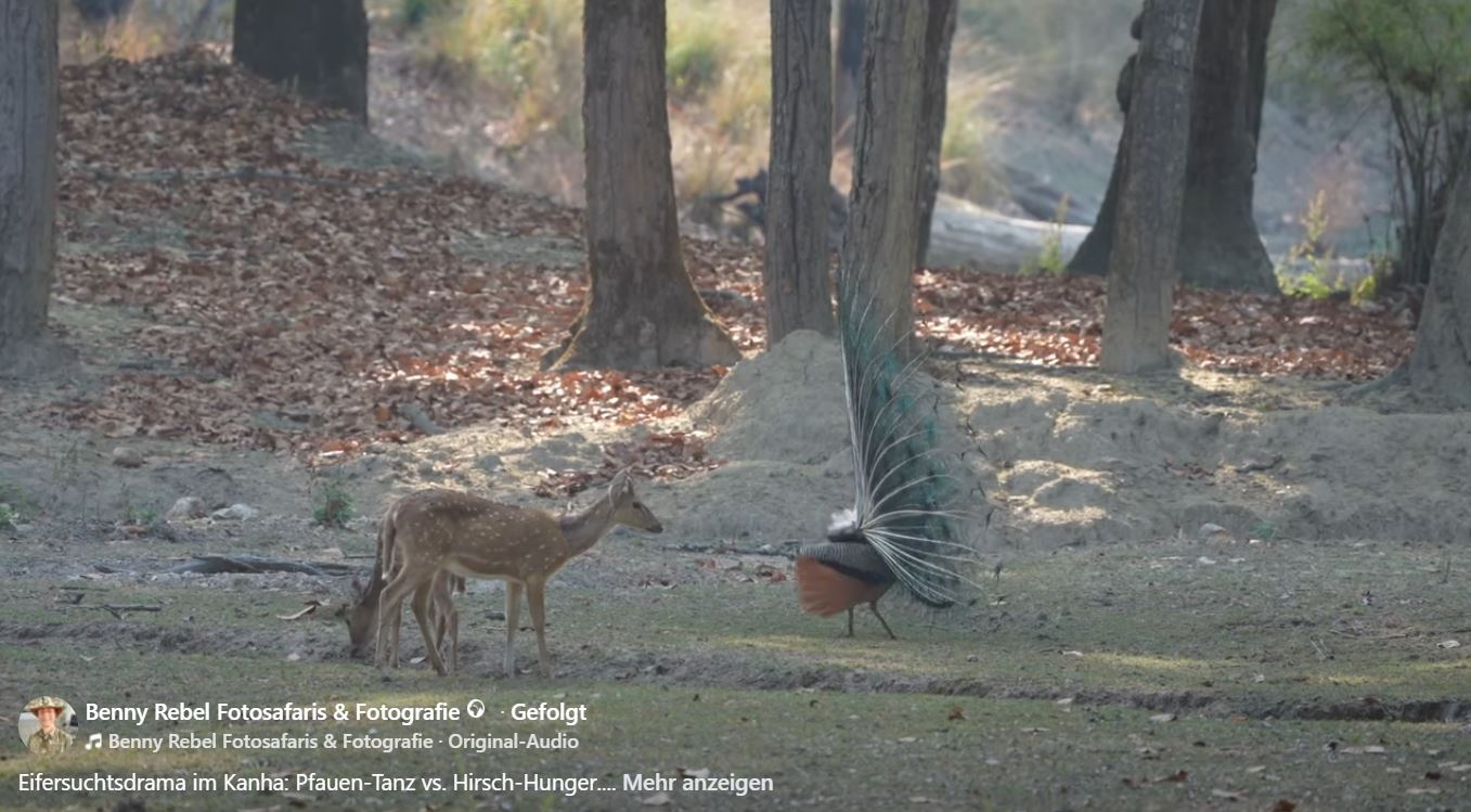 Ein Pfau hat den perfekten Auftritt geplant, die Bühne ist im Kanha Nationalpark bereitet und sein glitzerndes Federkleid ist blitzblank geputzt.