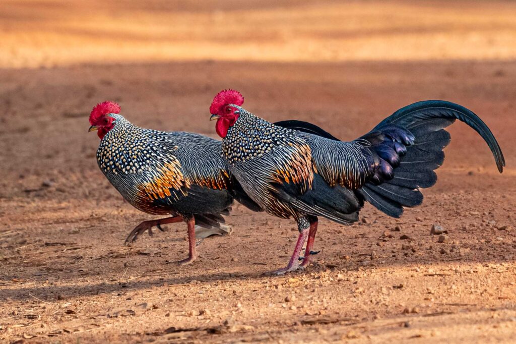 In diesem Beitrag zeige ich dir einige Impressionen meiner aktuellen FOTOSAFARI, die die unglaubliche Vielfalt dieses Landes einfangen.