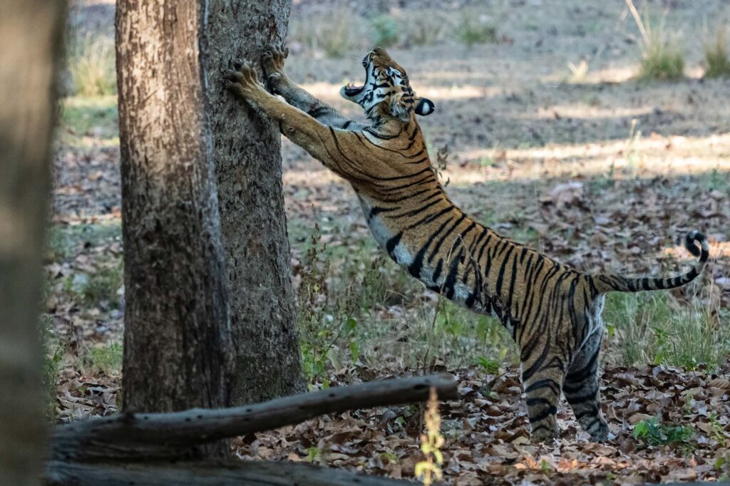 Diese diesjährige FOTOSAFARI war aus fotografischer Sicht die erfolgreichste Indiensafari, die ich jemals erlebt habe.