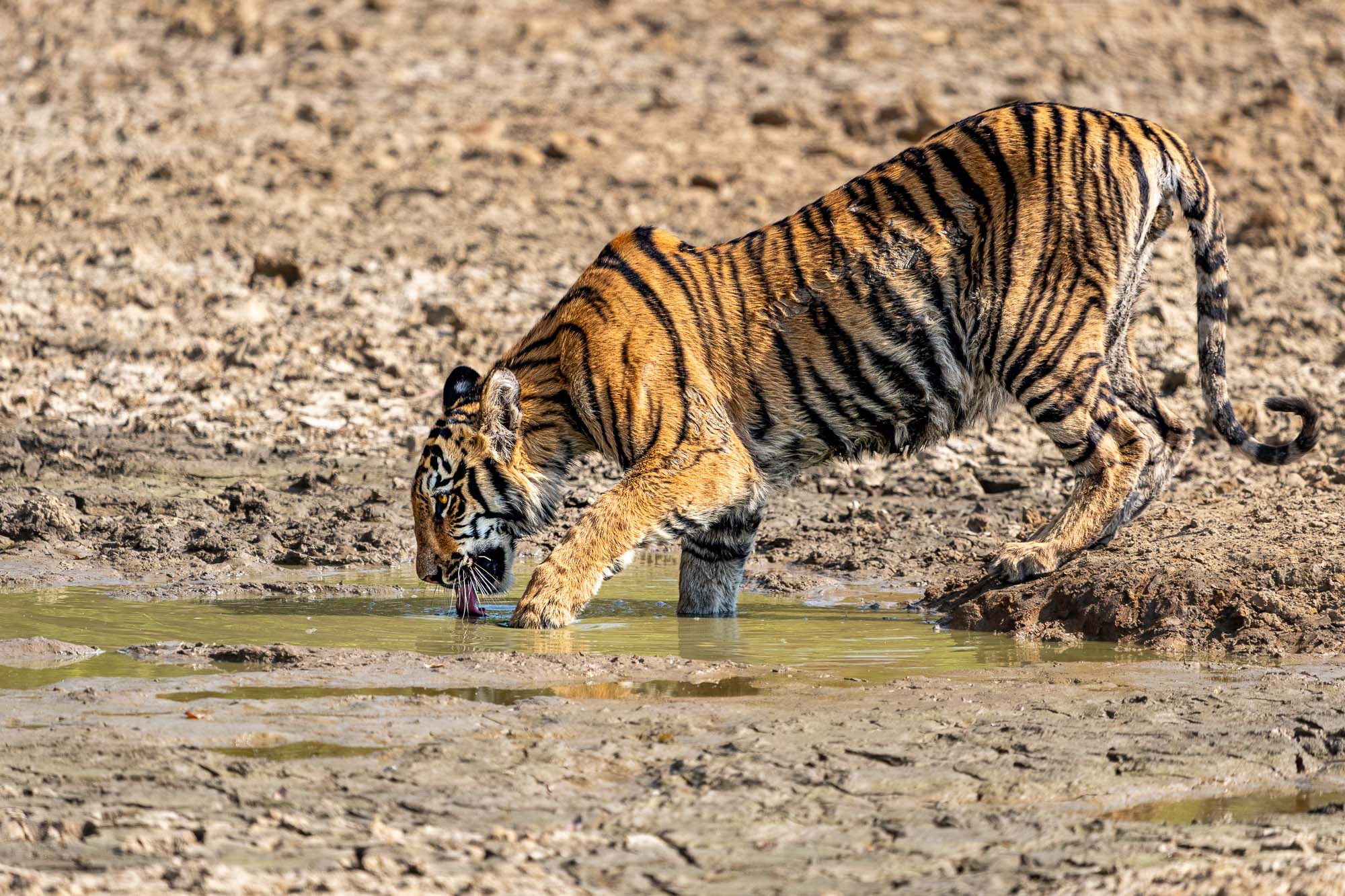 Ein Tiger trinkt Wasser in der Wildnis Indiens - fotografiert von Benny Rebel auf einer Fotoreise.