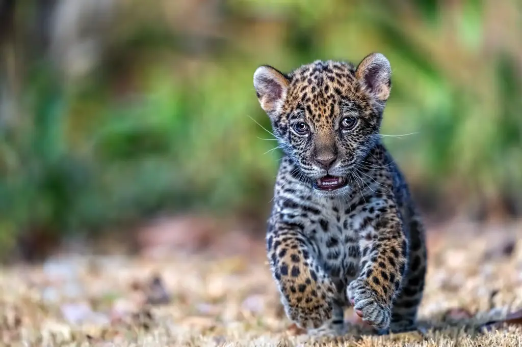 Ein vier Wochen altes Jaguar-Baby rennt während einer Fotoreise mit Benny Rebel in Brasilien direkt auf die Kamera zu.