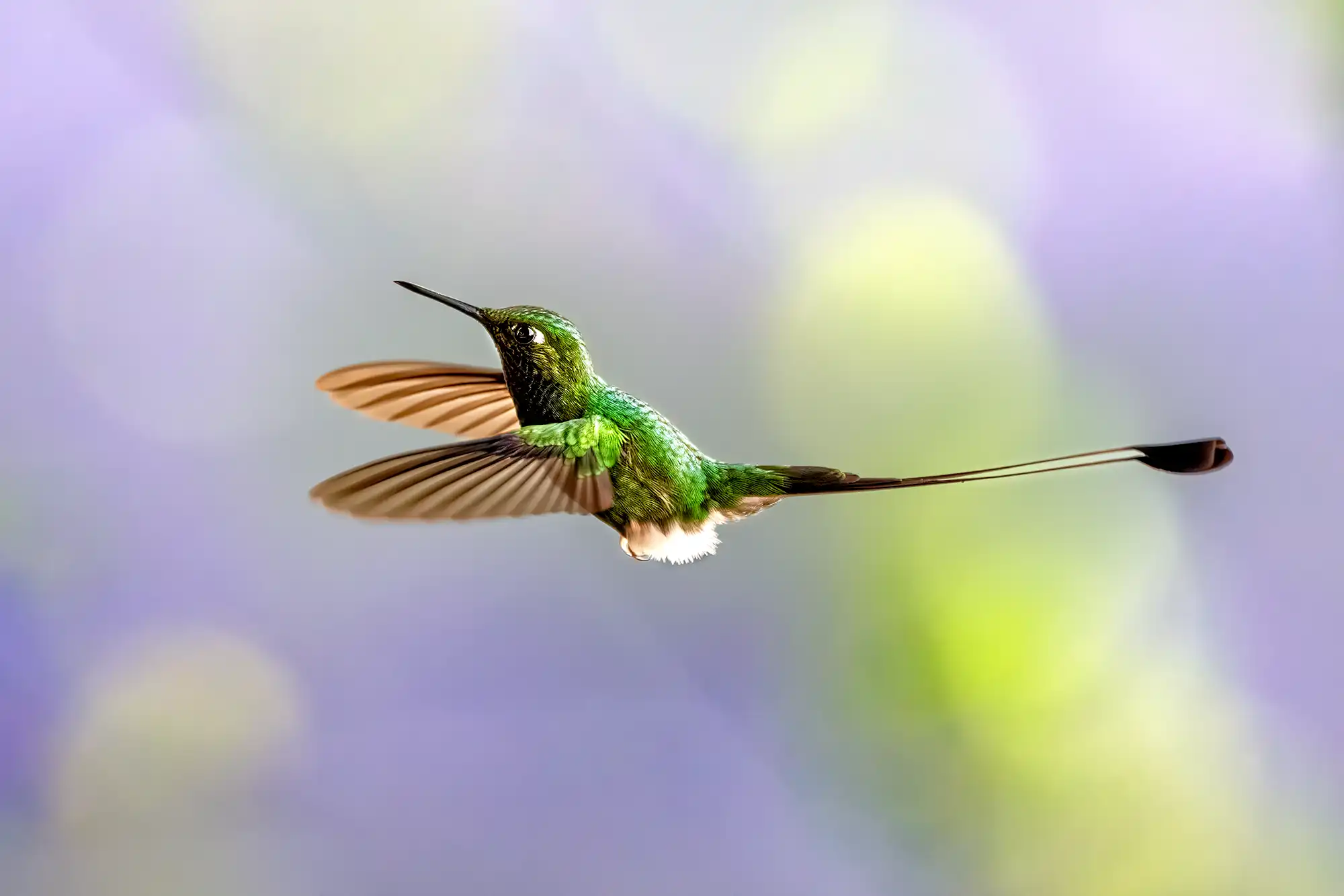 Ein grüner Fähnchenkolibri im Flug mit langen Schwanzfedern vor einem bunten Hintergrund während einer Fotoreise in Ecuador.