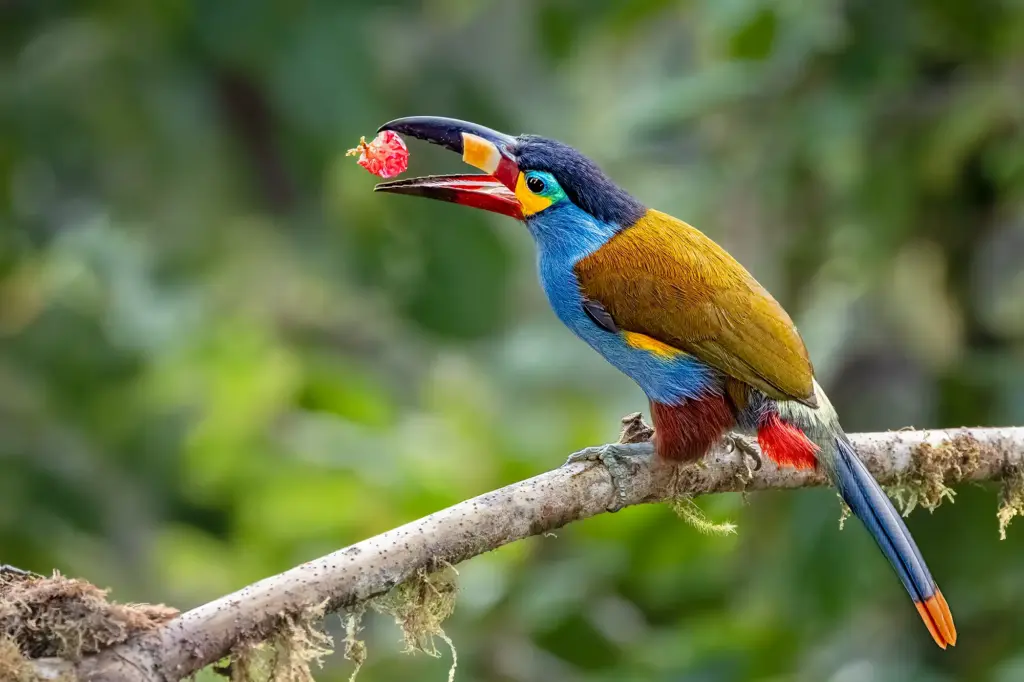 Ein Leistenschnabeltukan mit einer roten Beere im Schnabel auf einem Ast im Nebelwald von Ecuador während einer Fotosafari.