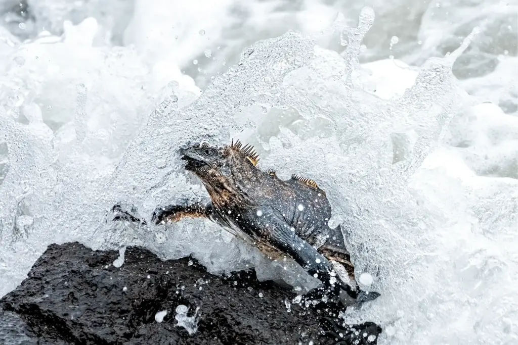 Eine Meerechse auf Galapagos inmitten einer brechenden Welle, aufgenommen während einer Fotoreise von Benny Rebel.