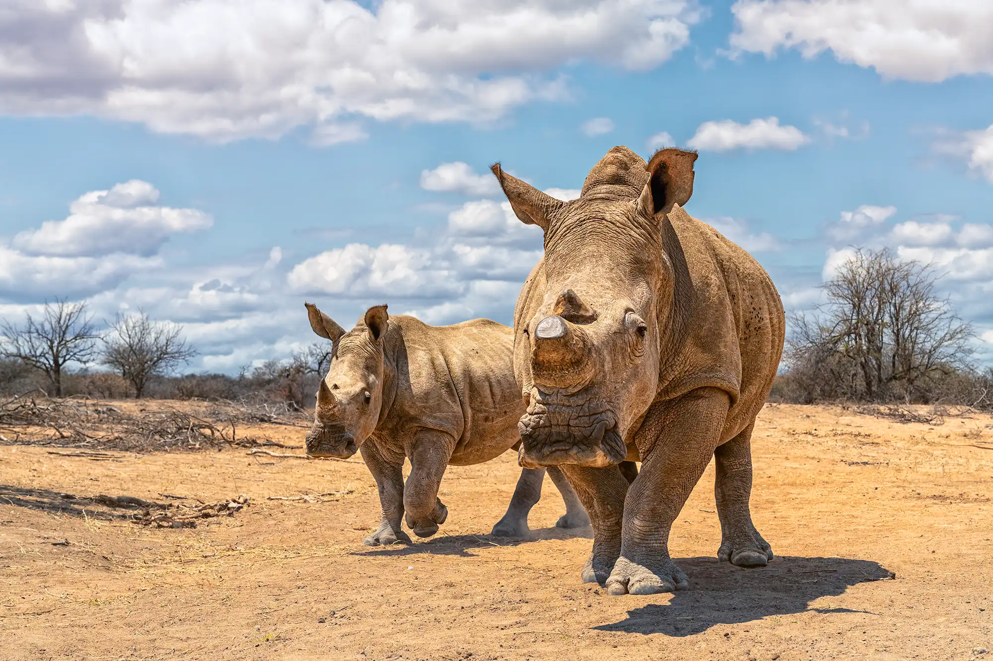 Benny Rebel fotografiert unbewaffnet zwei Nashörner aus nächster Nähe flach auf dem Boden liegend während einer Fotoreise in Südafrika.