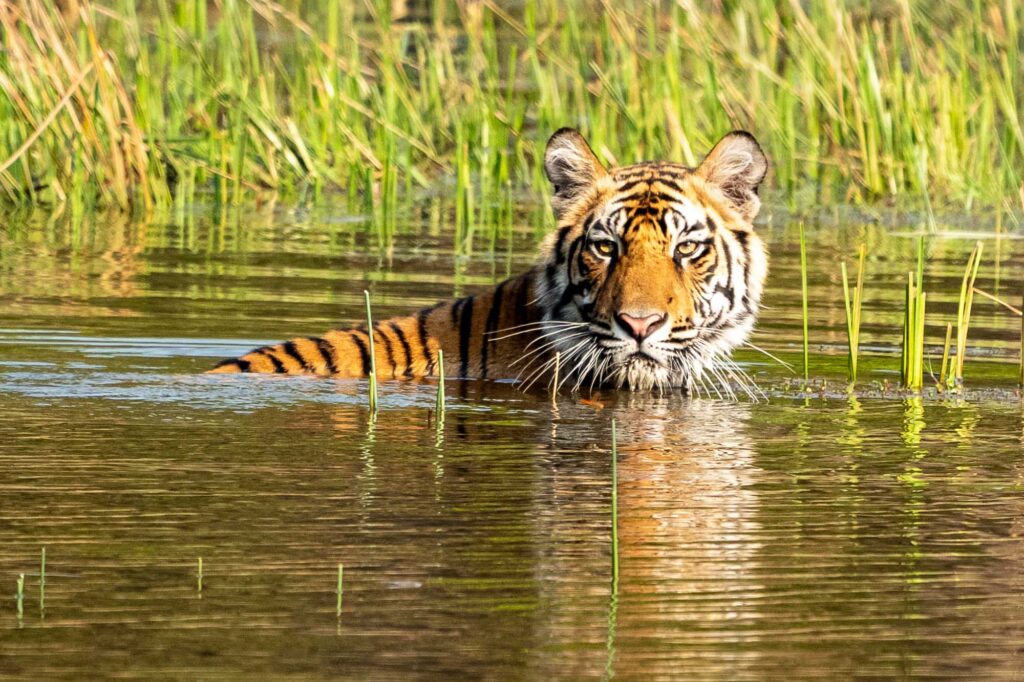 38 Tiger haben wir gesehen – eine Zahl, die mich selbst immer wieder sprachlos macht und zeigt, wie unglaublich erfolgreich diese Tour verläuft.