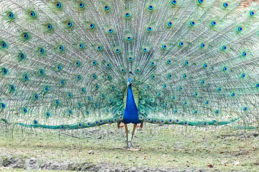 Wir haben bisher sage und schreibe 31 Tiger gesehen! Jede dieser Begegnungen war ein absolutes Highlight unserer FOTOREISE, doch die schiere Menge an Erlebnissen bringt ein kleines „Luxusproblem“ mit sich: