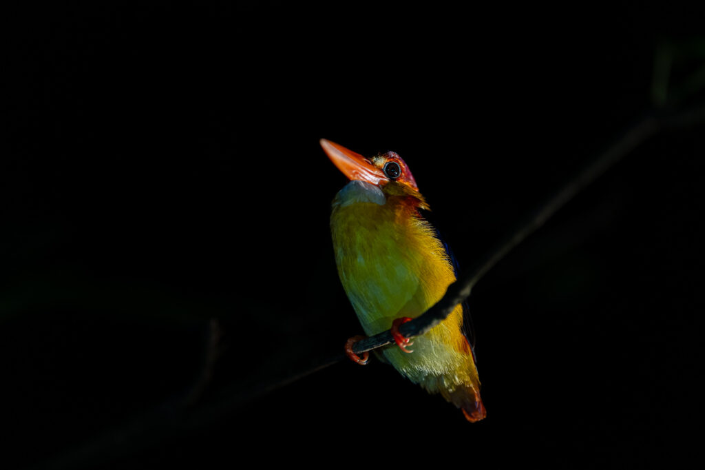 Ein Schwarzrücken-Breitrachen sitzt auf einem Ast in Borneo und schaut direkt in die Kamera.