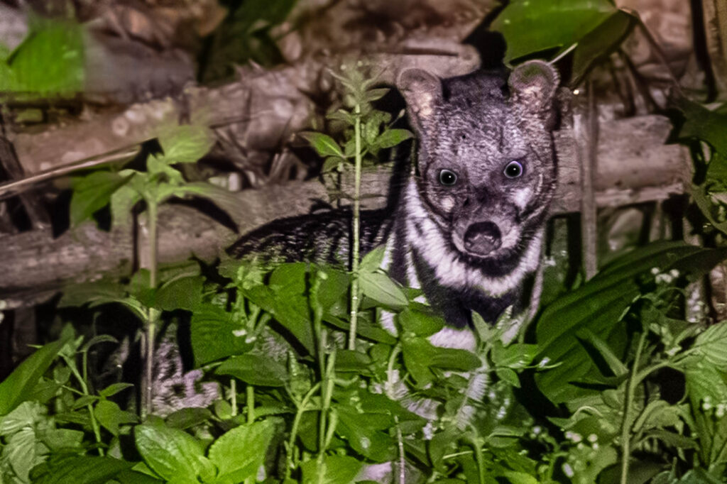 Eine von Pflanzen umgebene Zibet-Katze wird vom Schein einer Taschenlampe beleuchtet und schaut direkt in die Kamera, aufgenommen bei einer Nachtsafari in Borneo.