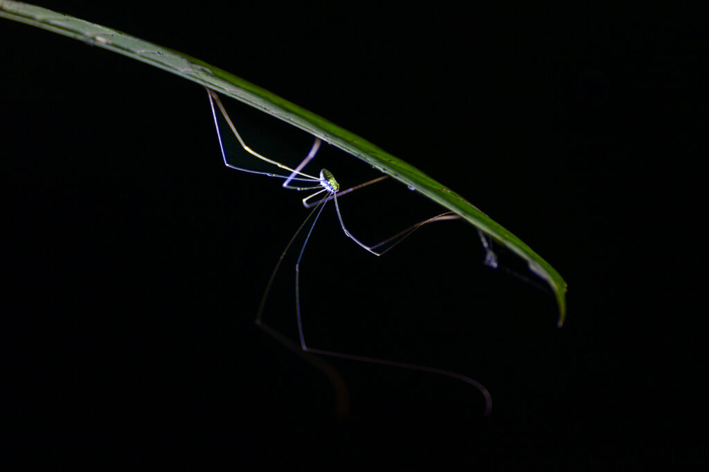 Eine Spinne klettert an einem Halm entlang bei vollständiger Dunkelheit, aufgenommen bei einer Nachtsafari in Borneo.