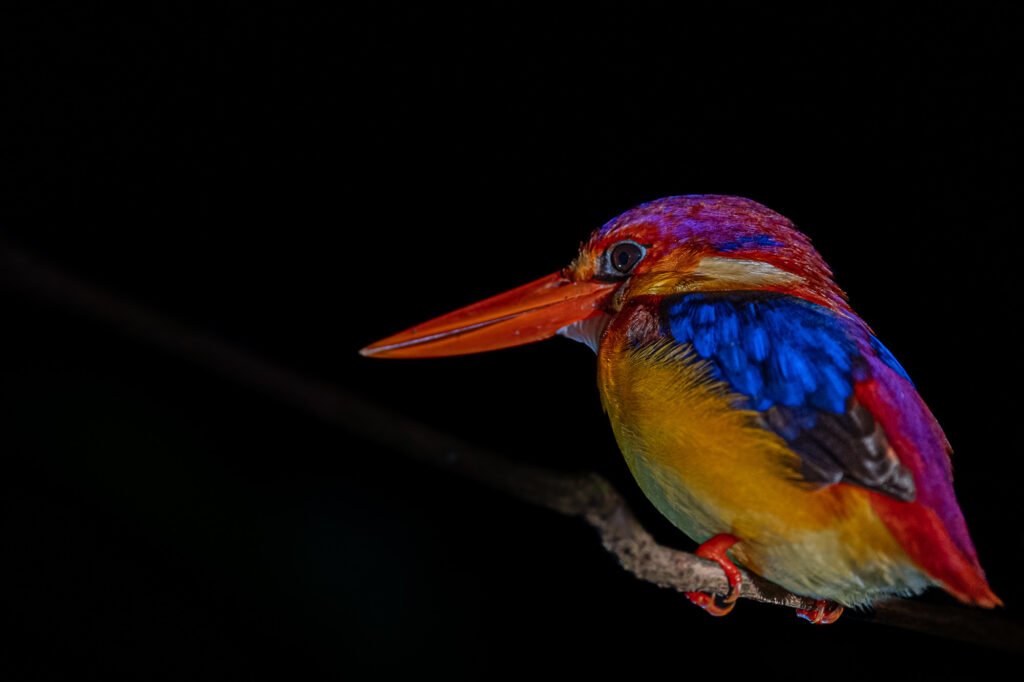 Ein Eisvogel sitzt auf einem Zweig bei vollständiger Dunkelheit, aufgenommen bei einer Nachtsafari in Borneo.