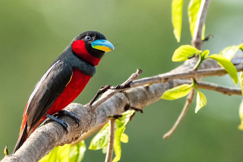 Ein Schwarzrücken-Breitrachen sitzt auf einem Ast in Borneo und schaut direkt in die Kamera.
