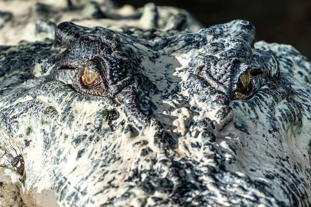Ein Krokodil lauert jungen Makaken in Borneos Flusslandschaft auf.