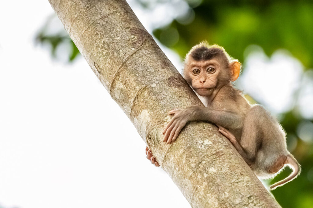 Ein junger Makake sitzt auf einem Baum in Borneo.