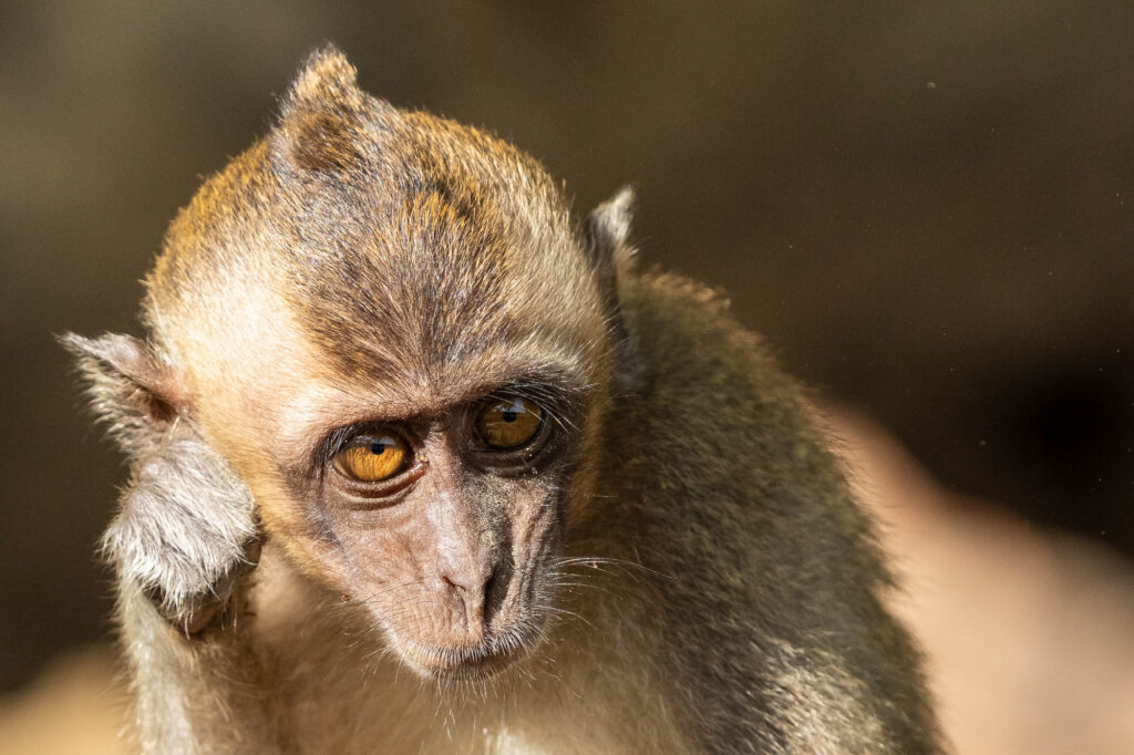 Ein junger Makake in Borneo.