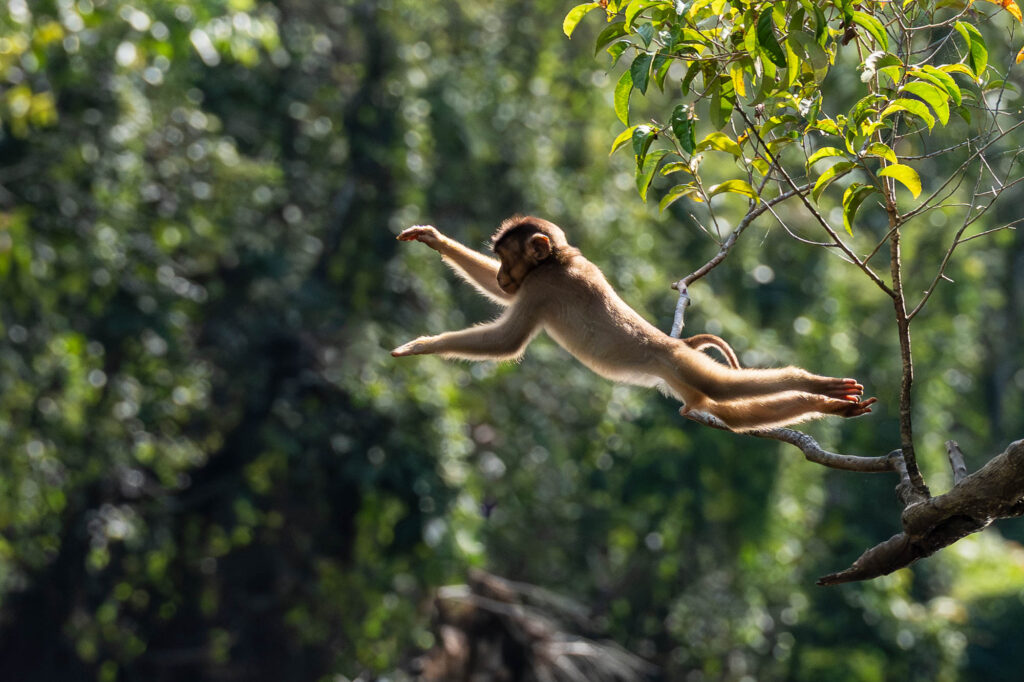 Ein junger Makake beim Sprung über einen Fluss in Borneo.