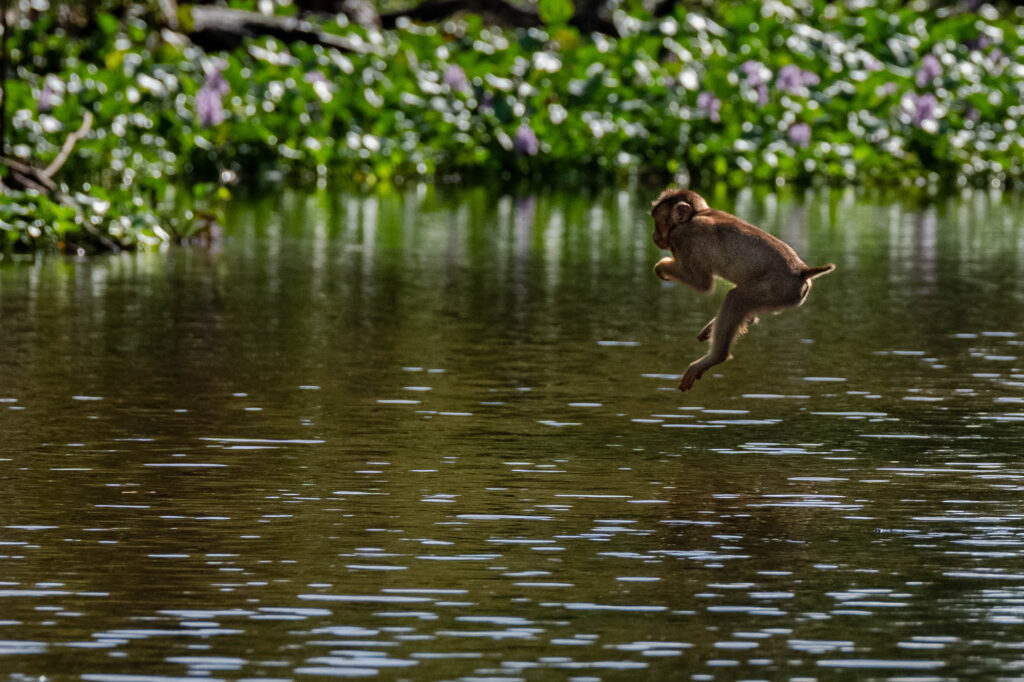 Ein junger Makake beim Sprung über einen Fluss in Borneo.