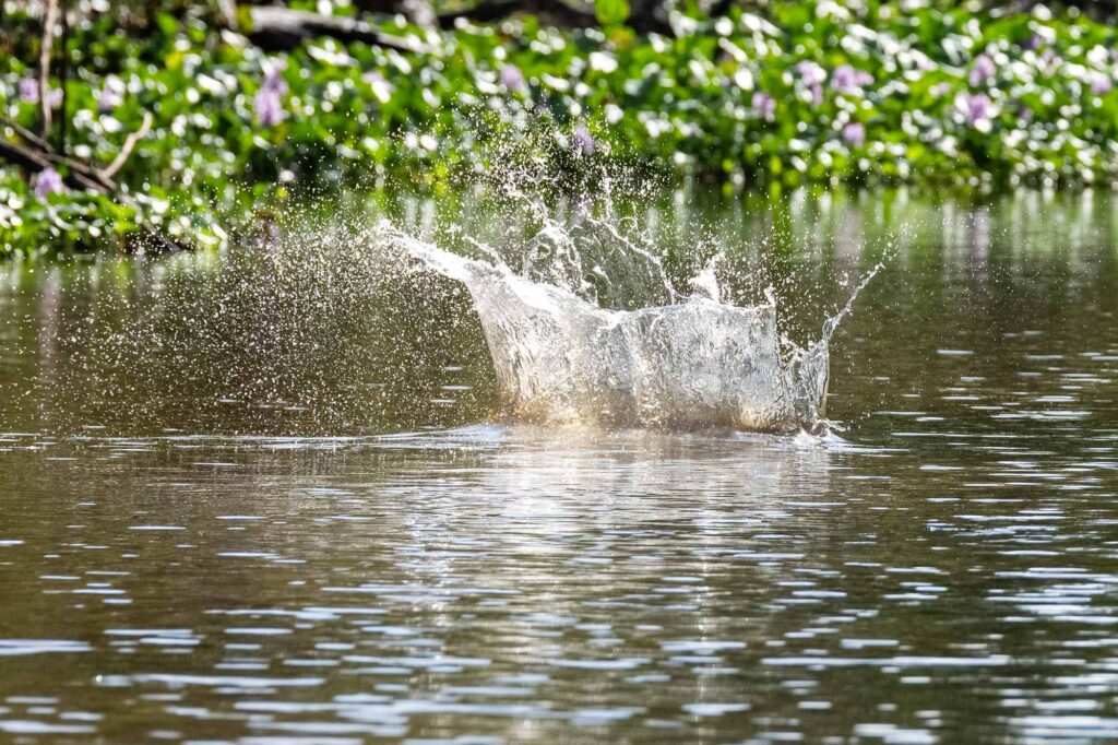 Ein junger Makake fällt beim Sprung in einen Fluss in Borneo.