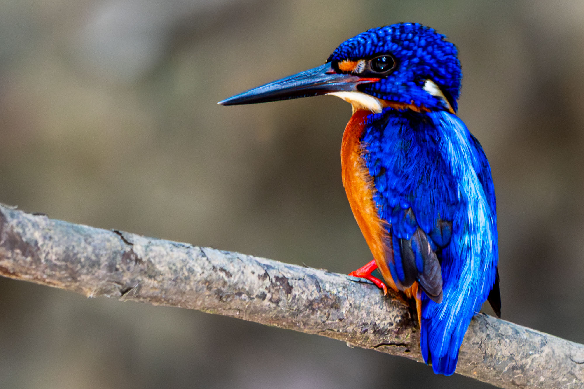 Auf Ast sitzender Eisvogel in Borneo.