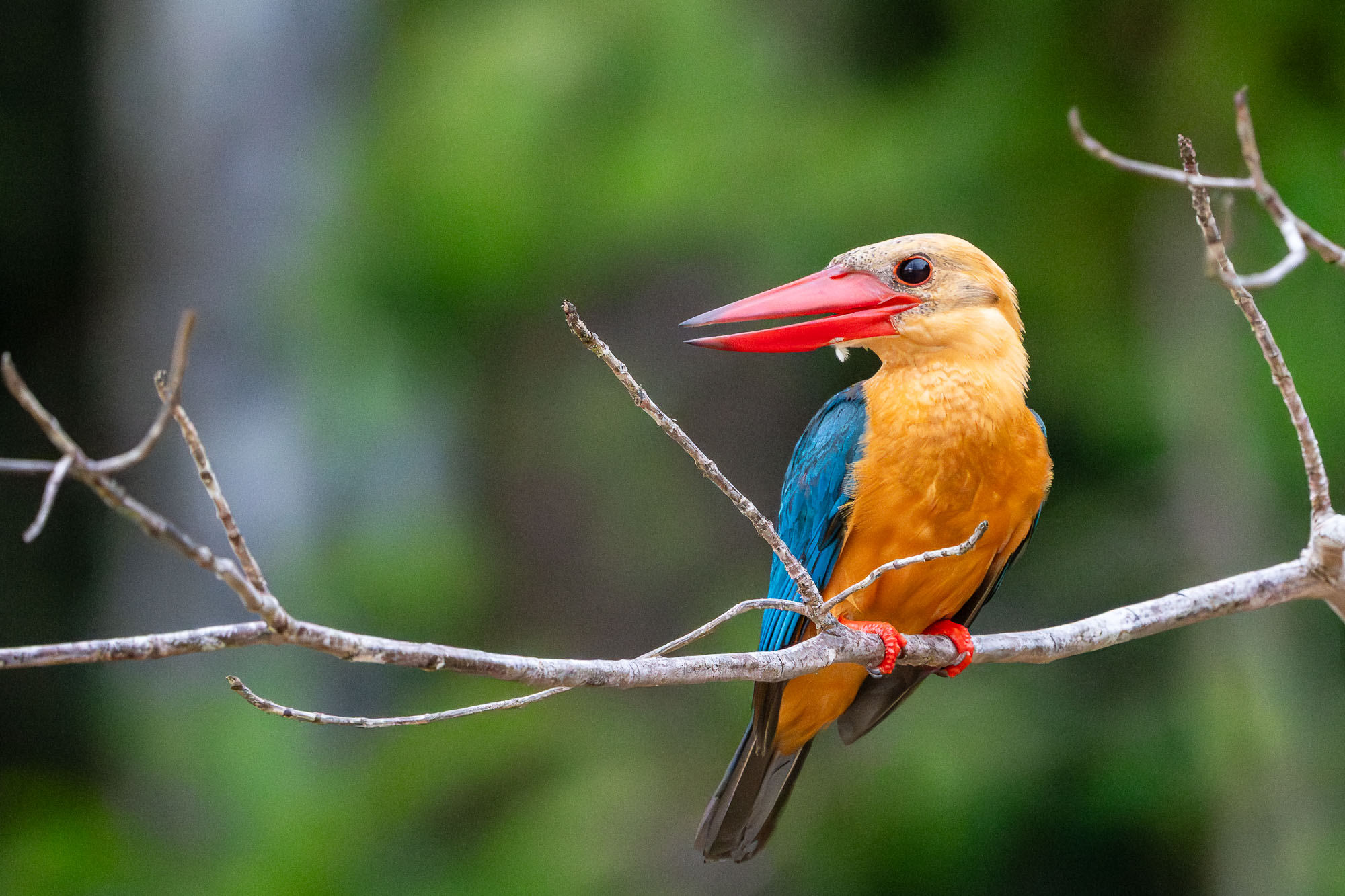 Auf Ast sitzender Eisvogel in Borneo.