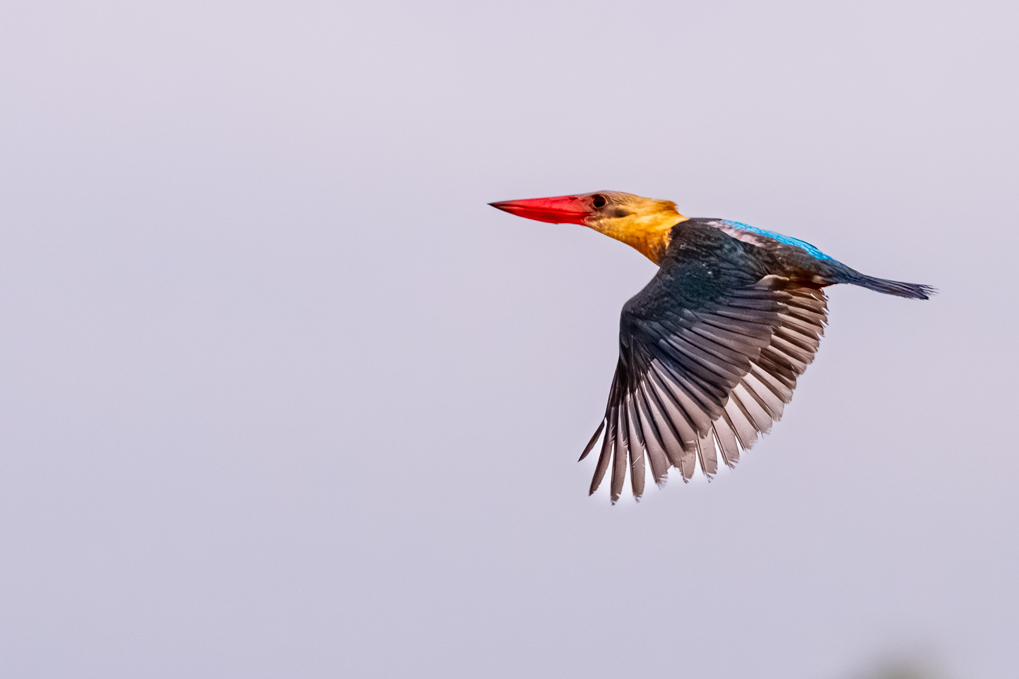 Eisvogel im Flug in Borneo.