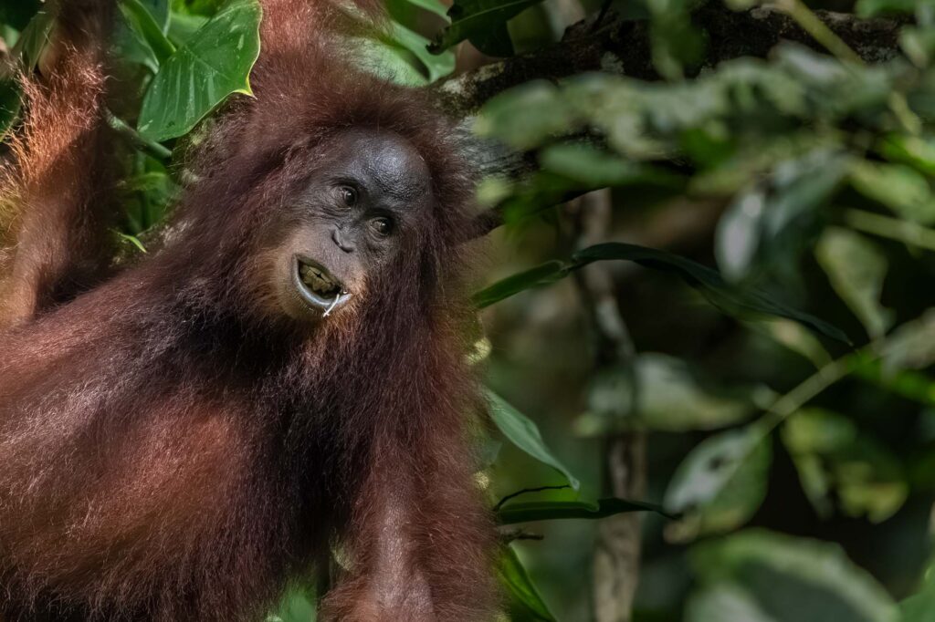 Orangutan im Baum.