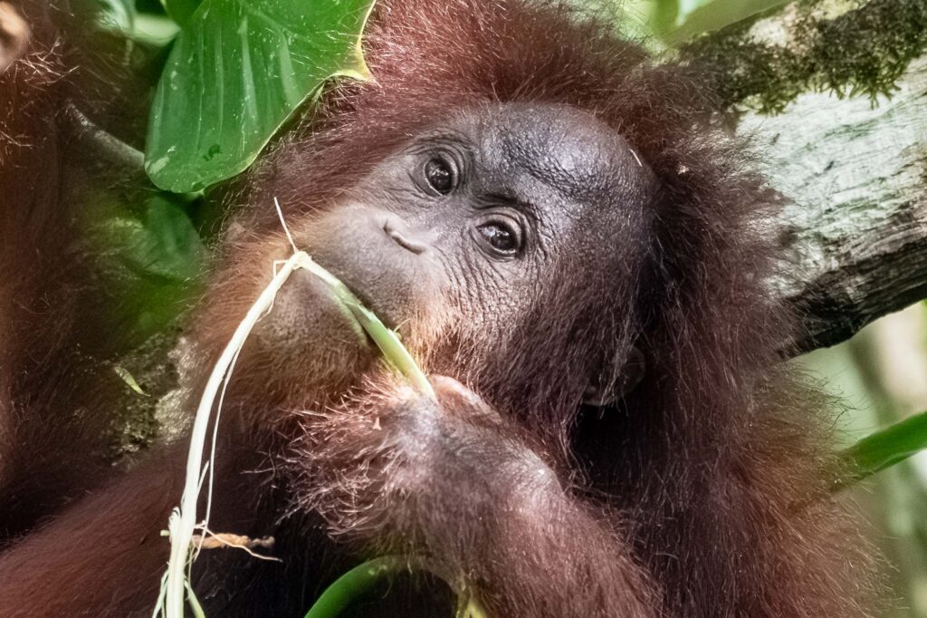 Orangutan frisst.