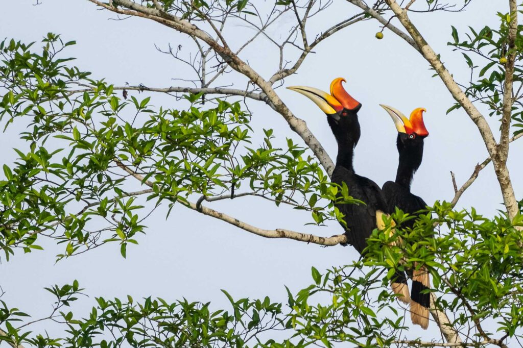 Ein Nashornvogel-Paar sitzt im Baum in Borneo.