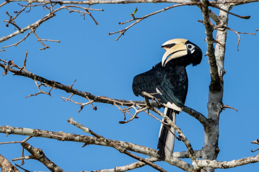 Ein Nashornvogel sitzt im Baum in Borneo.