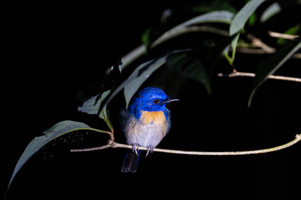 Ein Vogel sitzt bei Nacht auf einem Ast in Borneo.