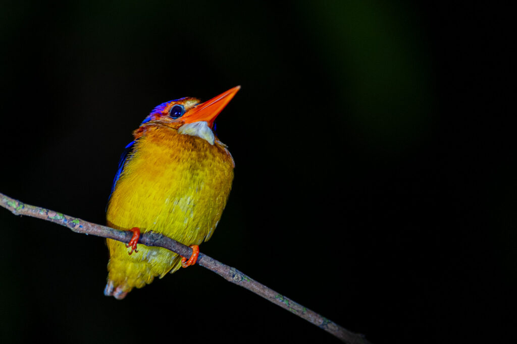 Ein Eisvogel sitzt bei Nacht auf einem Ast in Borneo